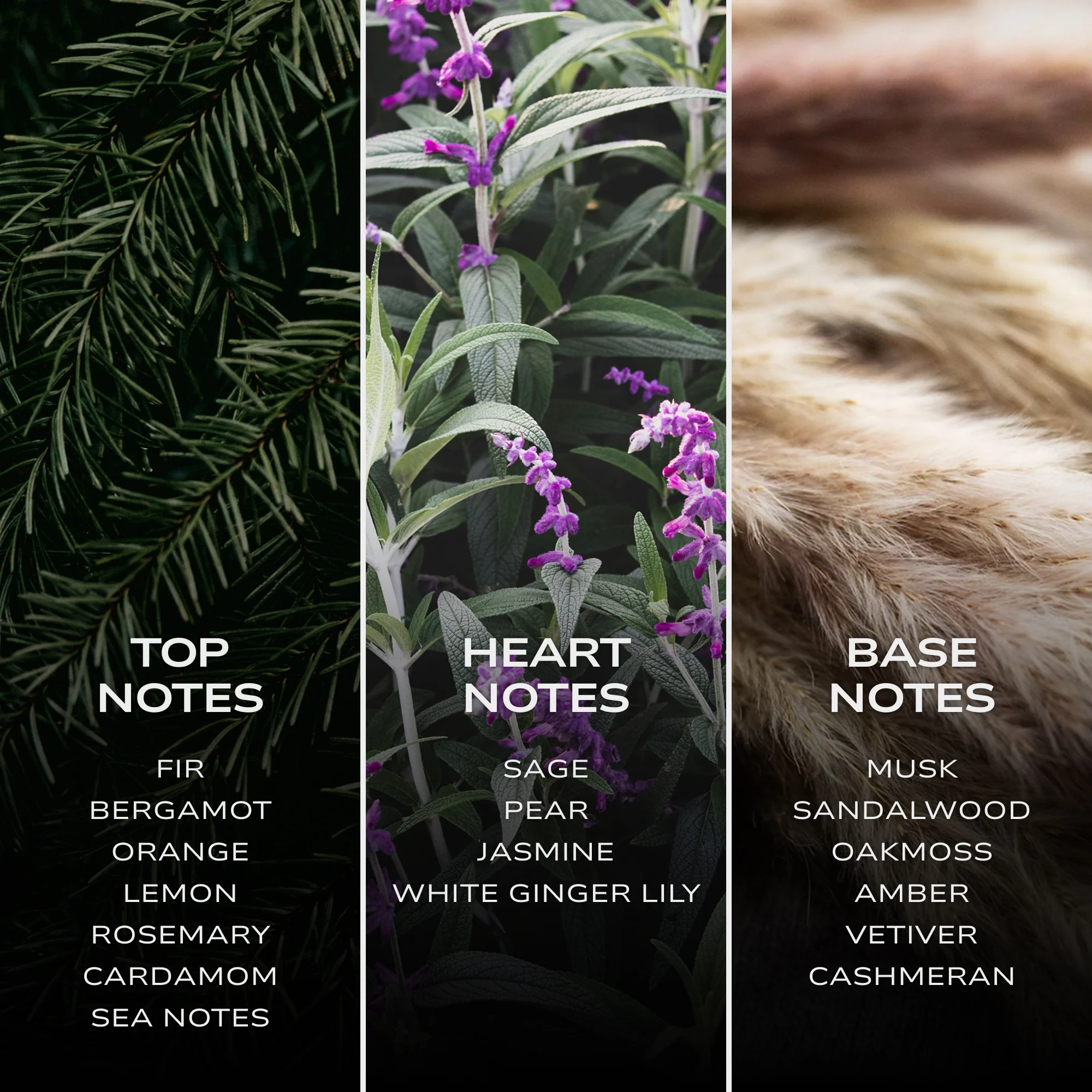 INTELLIGENT Cobalt - Image 6